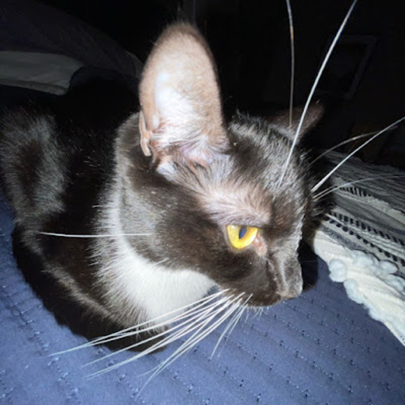 Meet your Posher, Olivia - Picture 1 of 1